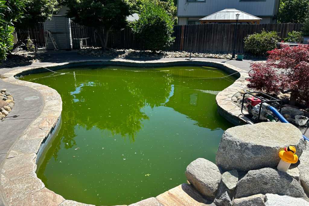 Green-Pooljpg - Wrigley's Pool Co. - Wrigley's Pool Co. Backyard pool with green algae-filled water, surrounded by stone coping and rocks; a red-blue pump sits near the edge and a small yellow duck toy rests on rocks in the foreground.
